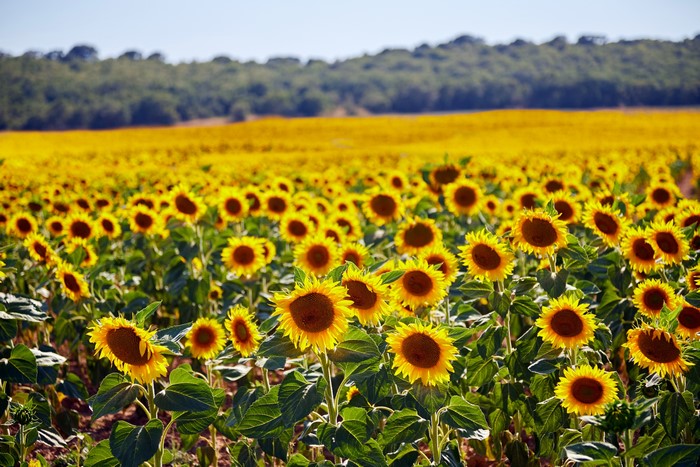 Field of Sunflowers in Summer