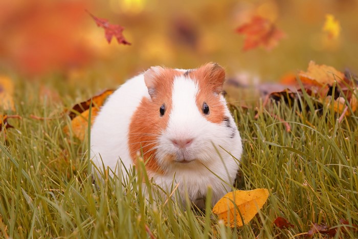 Guinea pig in grass with autumn leaves
