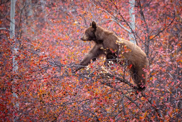Brown bear climbing on branches with red leaves
