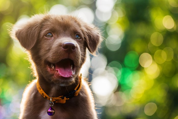 Brown Labrador Retriever Puppy with Bokeh Background