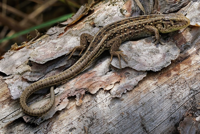 4K Closeup of a Sand Lizard on a Log