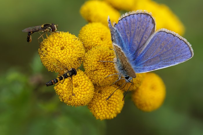 Blue butterfly and syrphid flies on yellow flowers