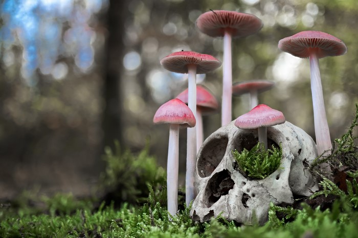 Mushrooms growing from a skull in a forest