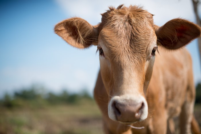 Cow close-up with bokeh background