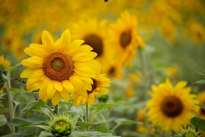 Sunflowers in a field with bokeh
