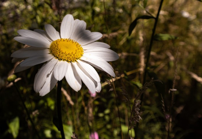4K Closeup of a Daisy Flower