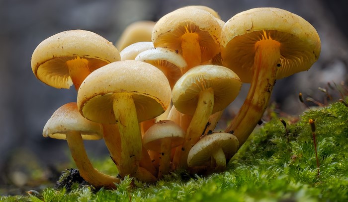 Cluster of Sulphur Tufts Mushrooms on Moss