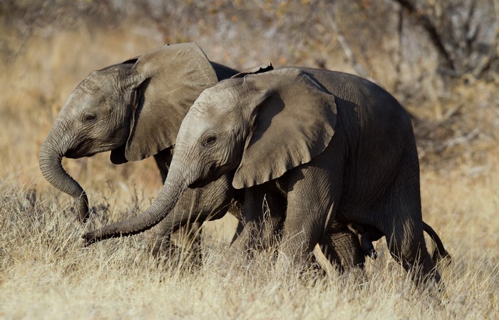 Two young elephants walking through dry grass