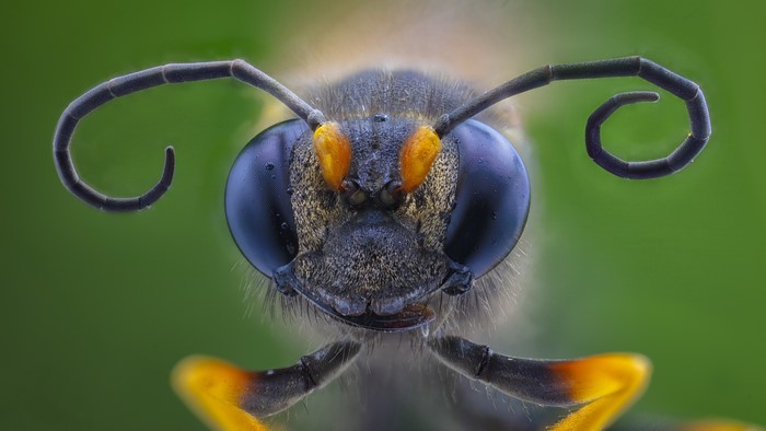 Macro closeup of a wasp's head