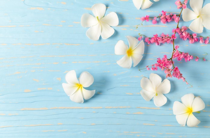 White Plumeria Flowers on Blue Wooden Background