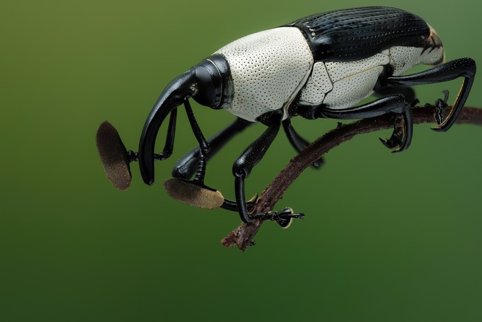 Cercidocerus albicollis weevil on a branch