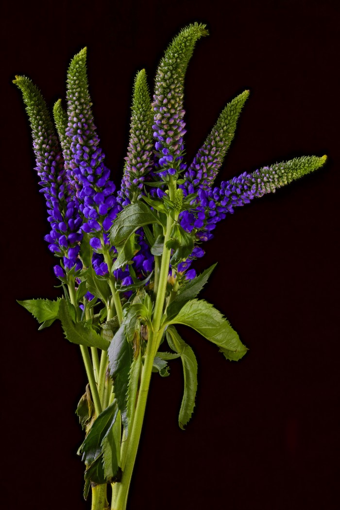 Purple Veronica flowers on a black background