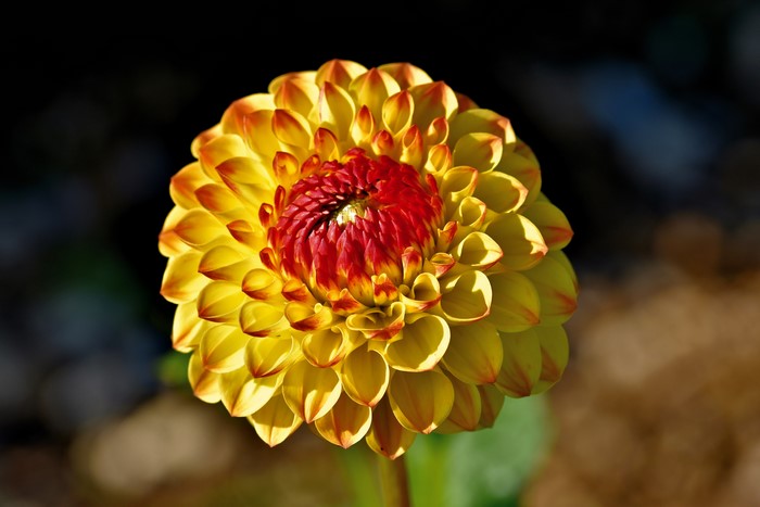 Yellow and red dahlia flower closeup