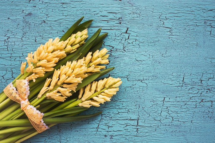 Yellow Hyacinths Bouquet with Ribbon on Blue Background