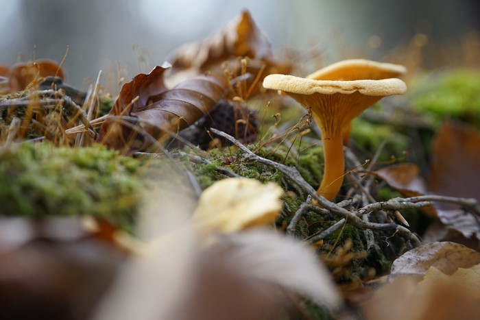 Chanterelles Mushrooms in Forest Foliage