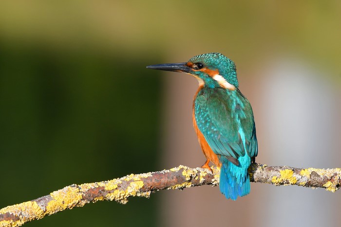 4K Common Kingfisher on a Branch