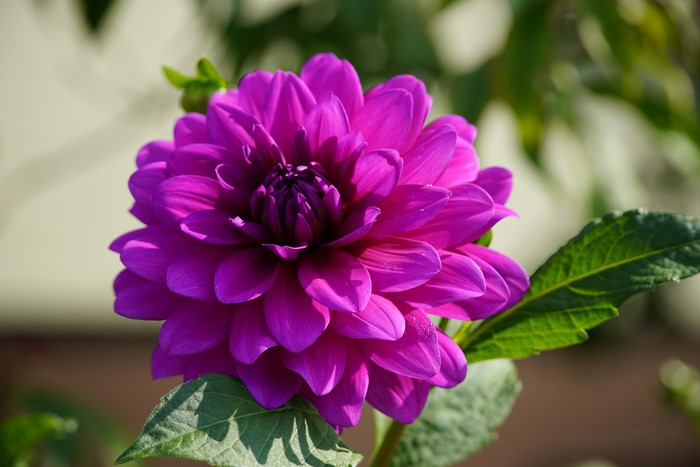Purple Dahlia flower in bloom