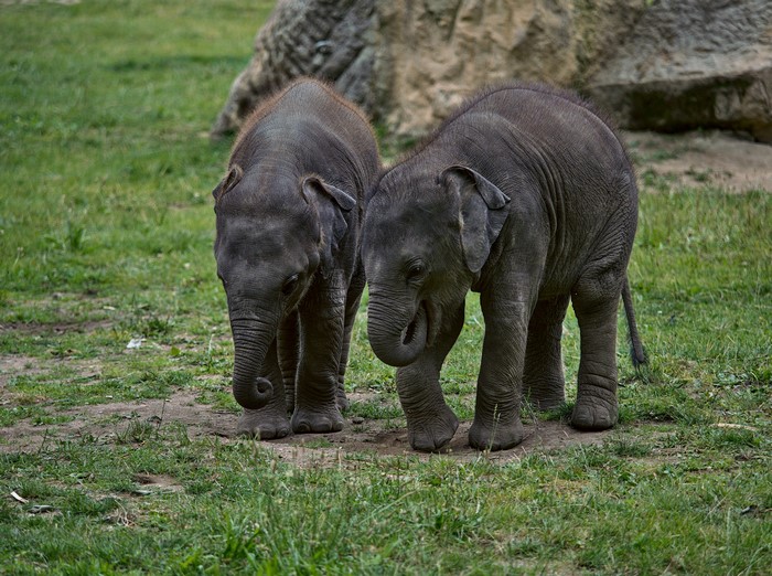 Two baby elephants on grass