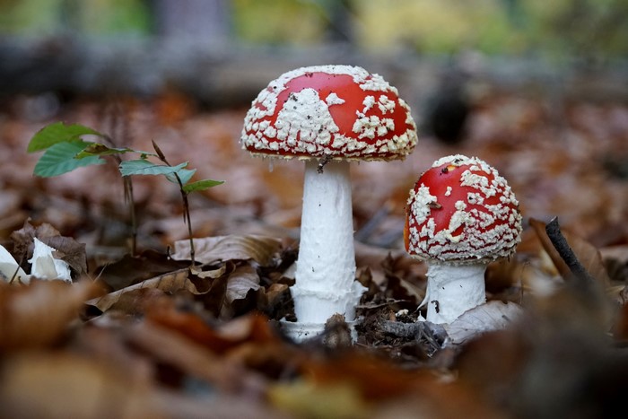 Two Amanita Mushrooms in Foliage