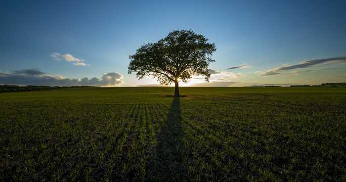 Tree casting a long shadow in a field at sunset