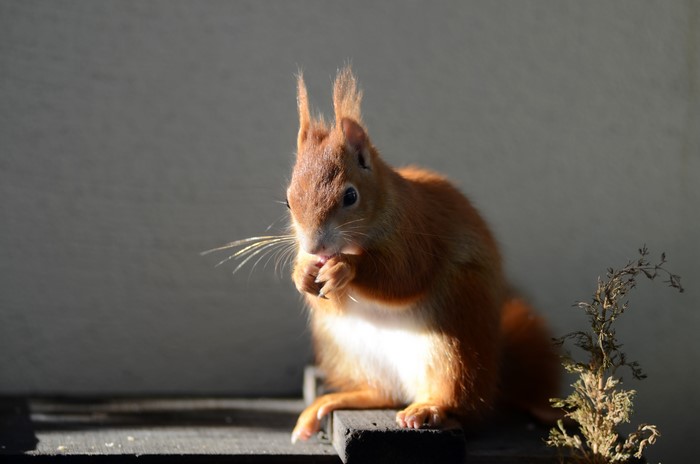 Squirrel eating on a wooden surface