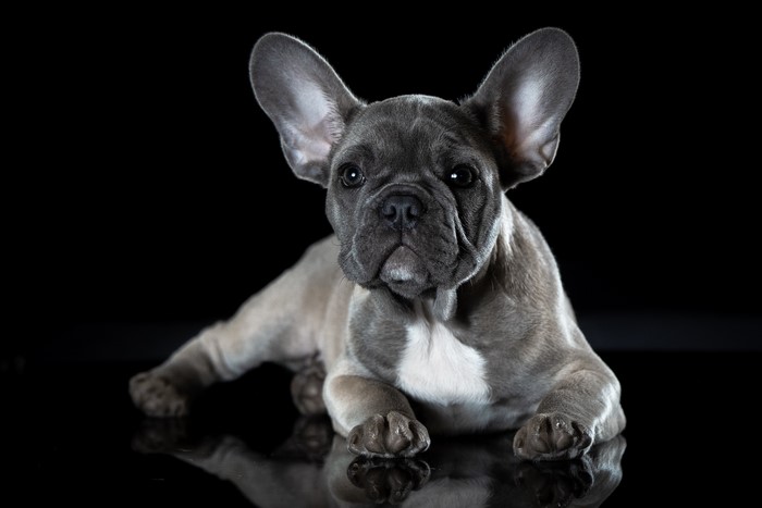 French Bulldog lying down on black background