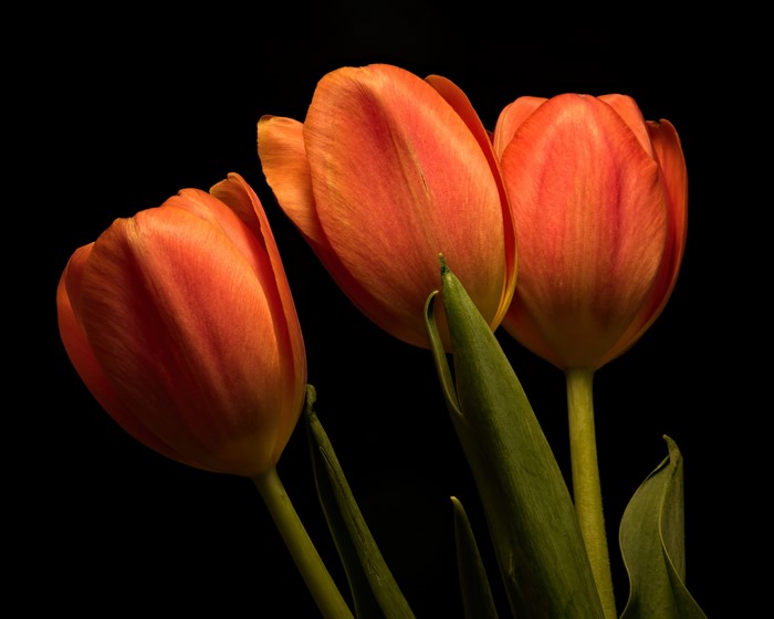 Three orange tulips on a black background