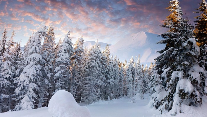 4K Winter Forest Scenery with Snow-Covered Trees at Sunrise