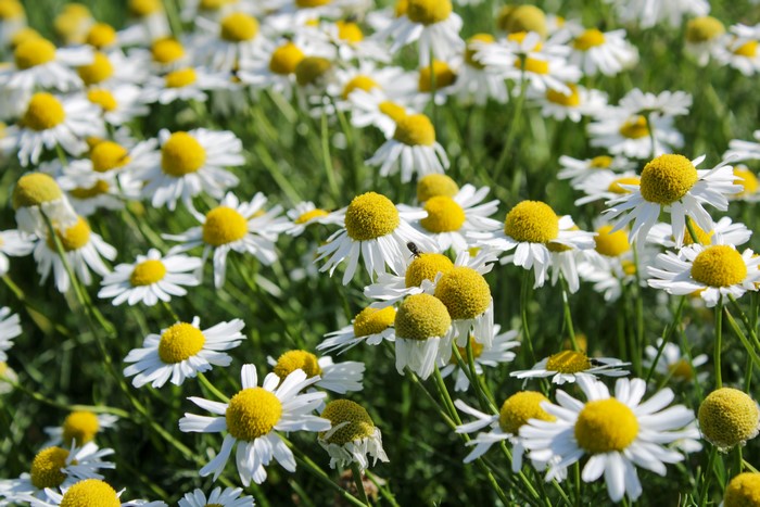 Many Camomiles in a Field
