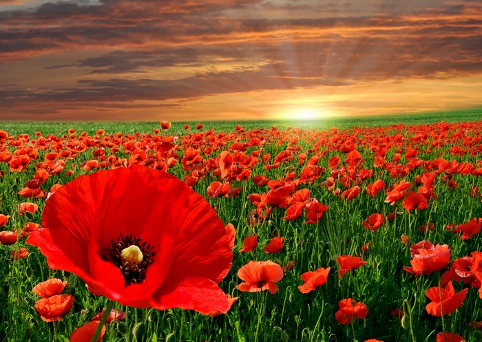 Field of Red Poppies at Sunset