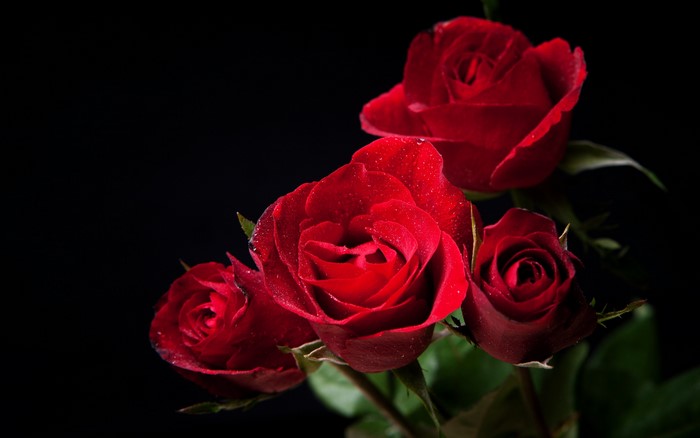 Four red roses with water droplets on a black background