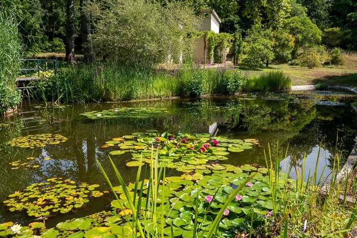 Pond with water lilies in Park Sanssouci, Potsdam, Germany