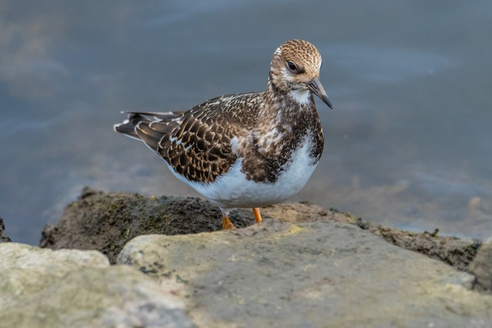 Ruddy Turnstone bird on rocks near water