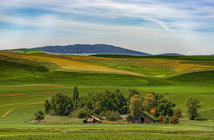 Palouse Wheat Fields in Washington with Farm Buildings