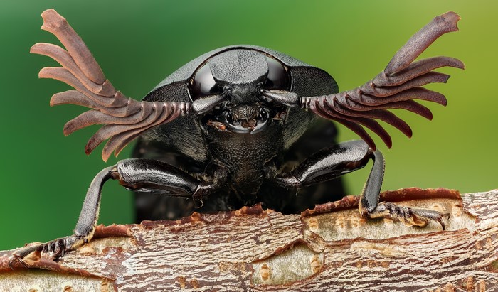 Close-up of a click beetle on a branch