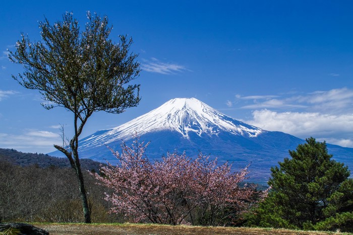 Mount Fuji with Flowering Trees in Japan
