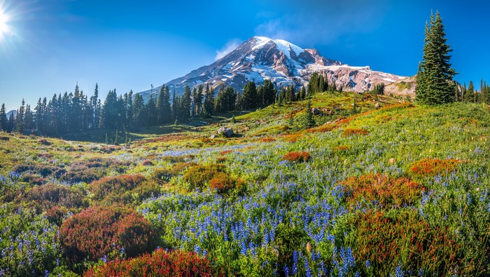 Mount Rainier National Park with wildflowers and trees