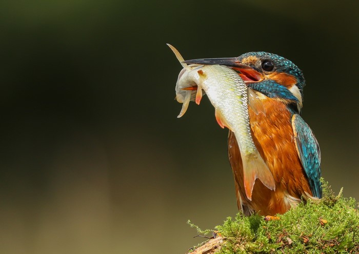 Common Kingfisher holding a fish