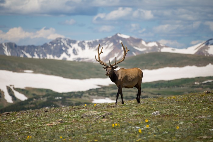 Elk with Antlers in Snowy Mountains