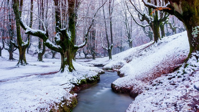 4K Winter Forest with Snow and Stream