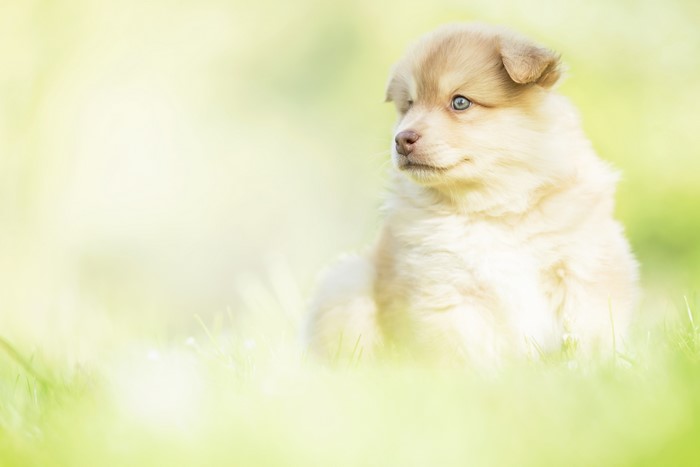 Finnish Lapphund Puppy with Blue Eyes