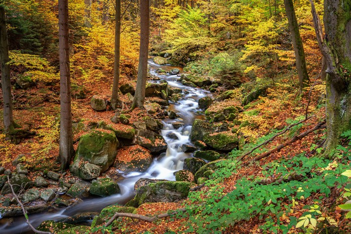 Autumn forest stream with mossy stones and foliage