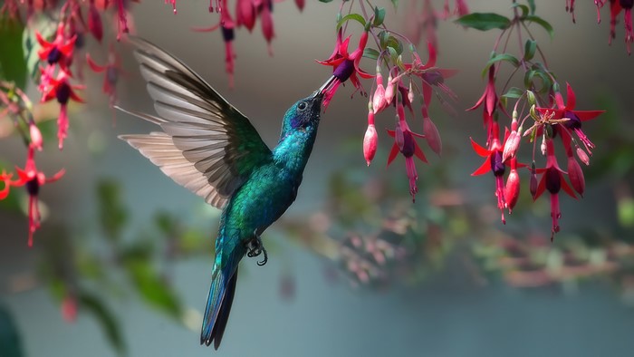 Hummingbird feeding on fuchsia flowers