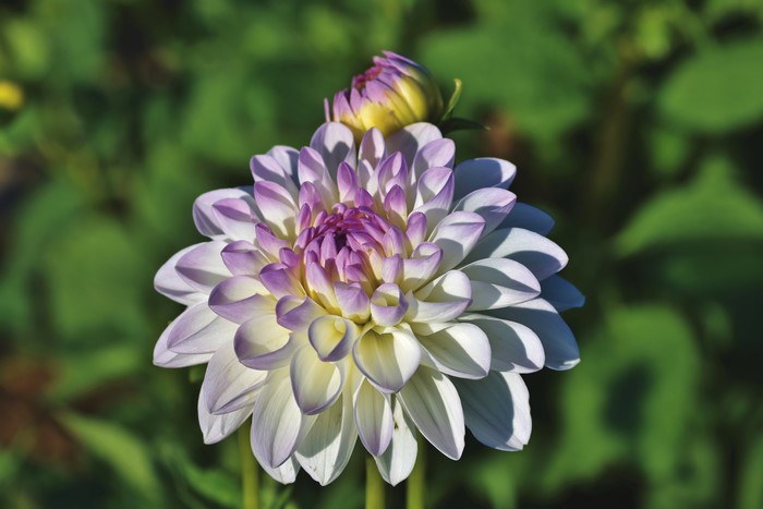 Dahlias flower with bud and bokeh