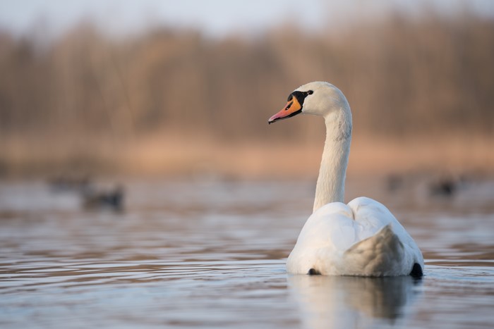 White Swan swimming in water