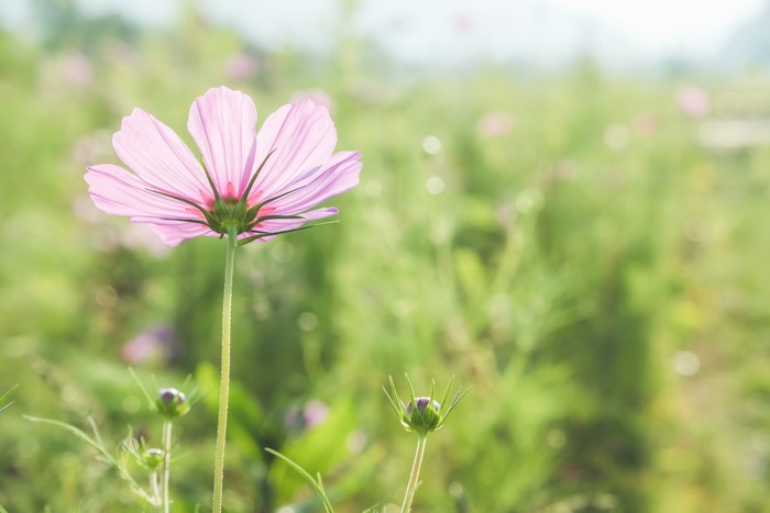 Pink Cosmos Flower and Buds in Field