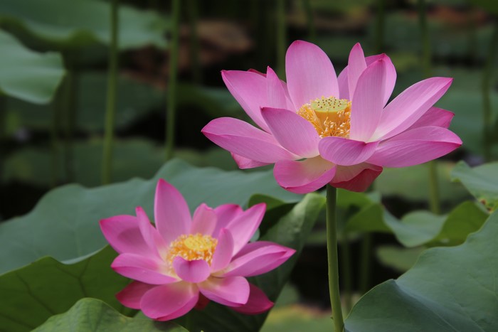 Pink Lotus Flowers