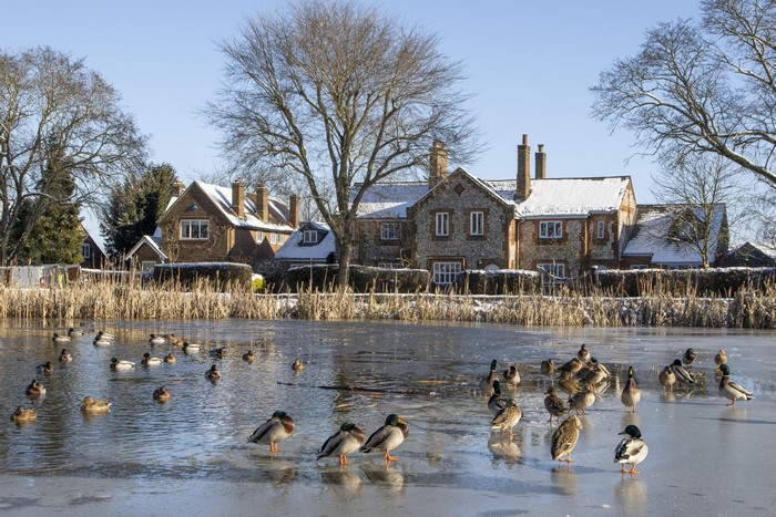 Ducks on a frozen pond in front of houses in England