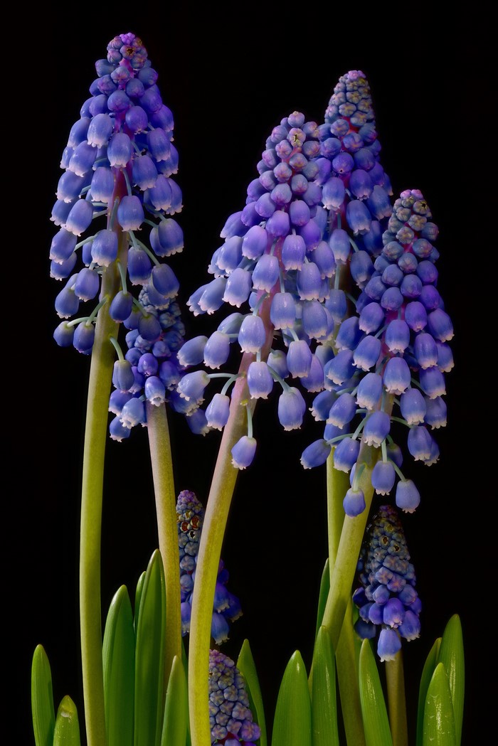 Grape Hyacinths with Black Background