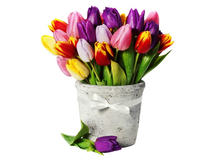 Multicolor Tulips Bouquet in a Pot with Ribbon